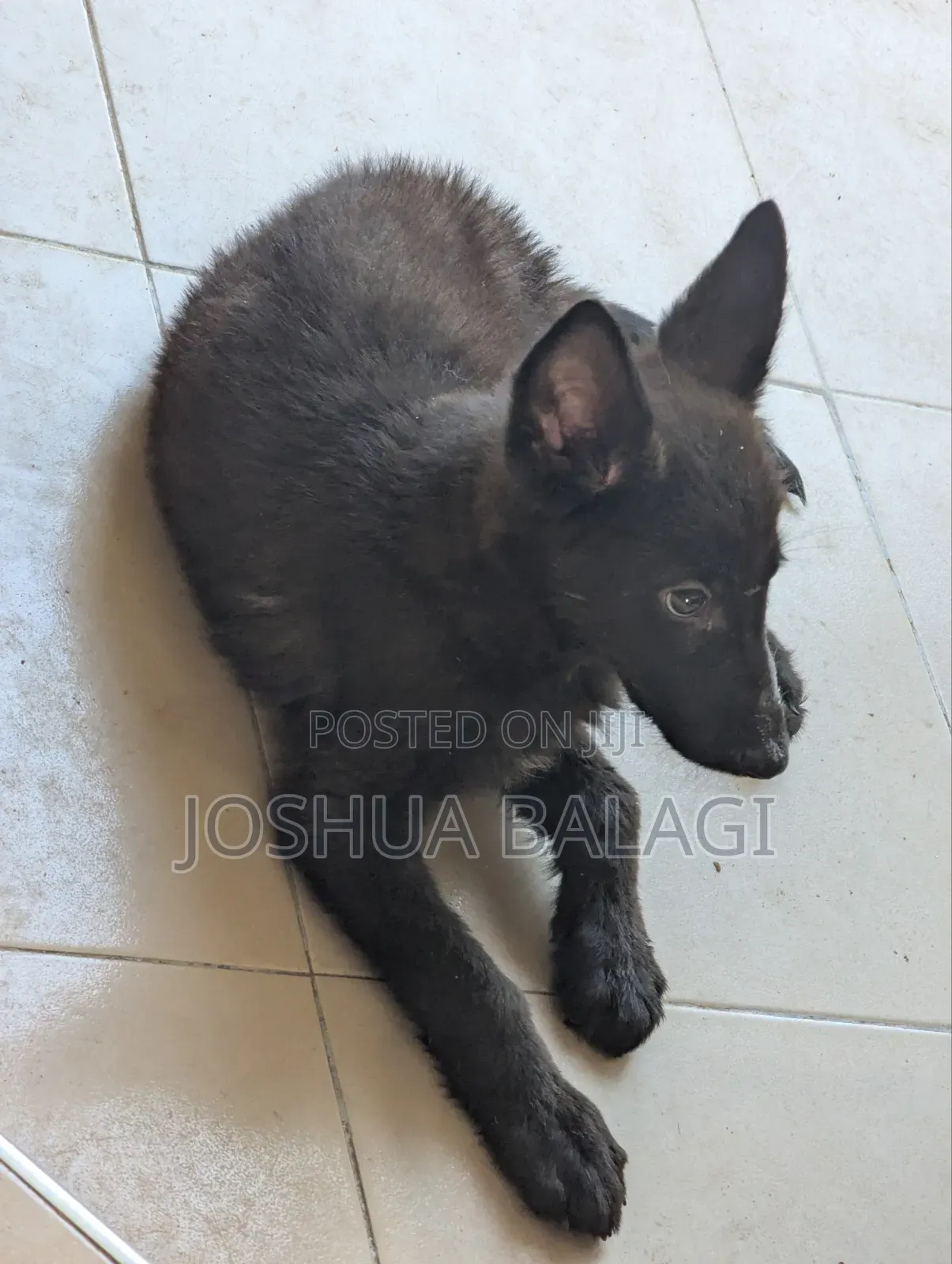 1-3 months Male Purebred German Shepherd