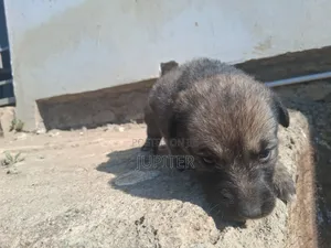 0-1 month Female Mixed Breed Anatolian Shepherd