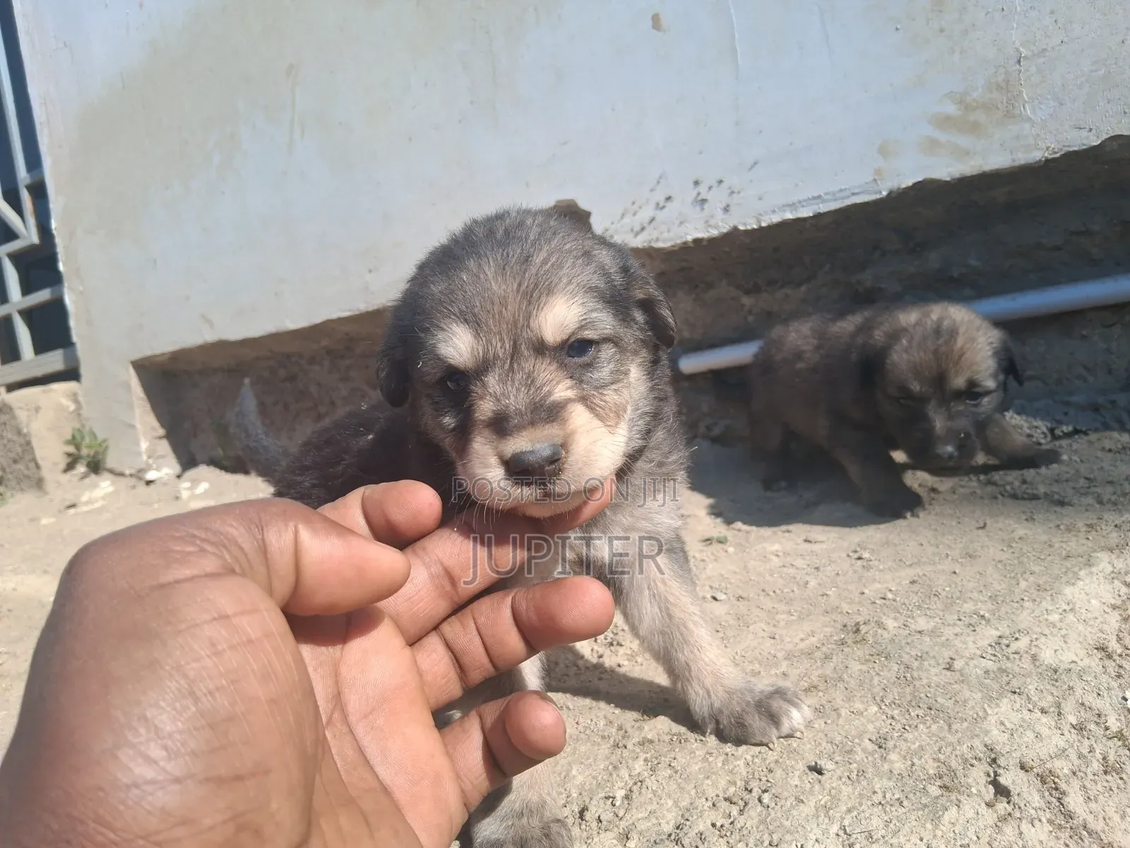 0-1 month Female Mixed Breed Anatolian Shepherd