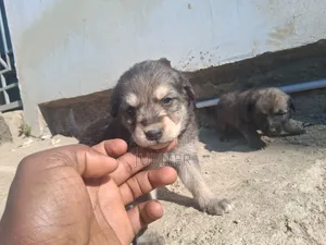 0-1 month Female Mixed Breed Anatolian Shepherd
