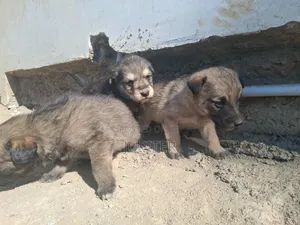 0-1 month Female Mixed Breed Anatolian Shepherd