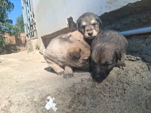 0-1 month Female Mixed Breed Anatolian Shepherd