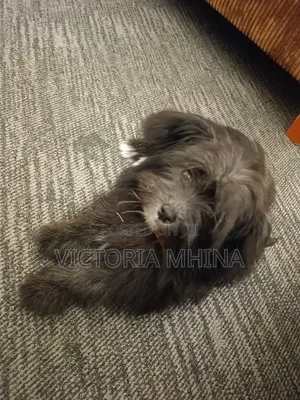 3-6 months Female Purebred Havanese