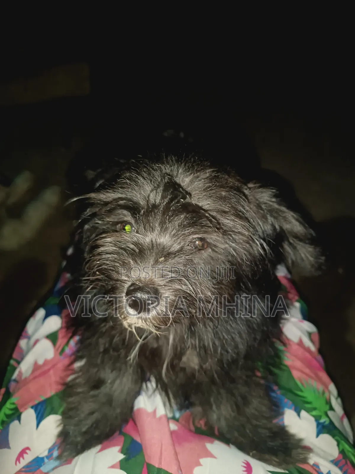 3-6 months Female Purebred Havanese