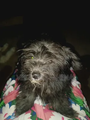 3-6 months Female Purebred Havanese