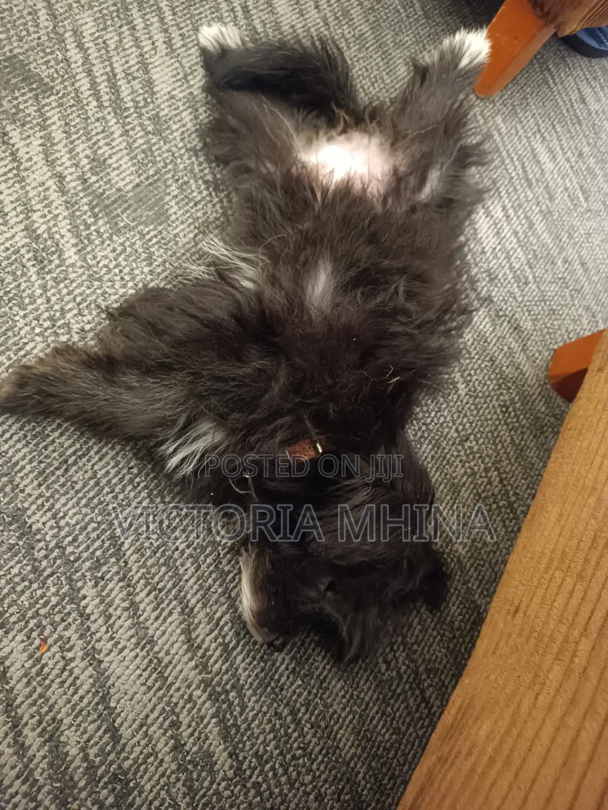 3-6 months Female Purebred Havanese
