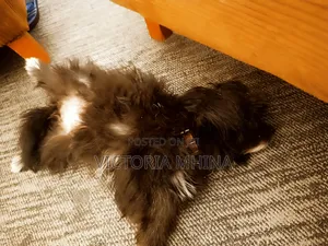 3-6 months Female Purebred Havanese