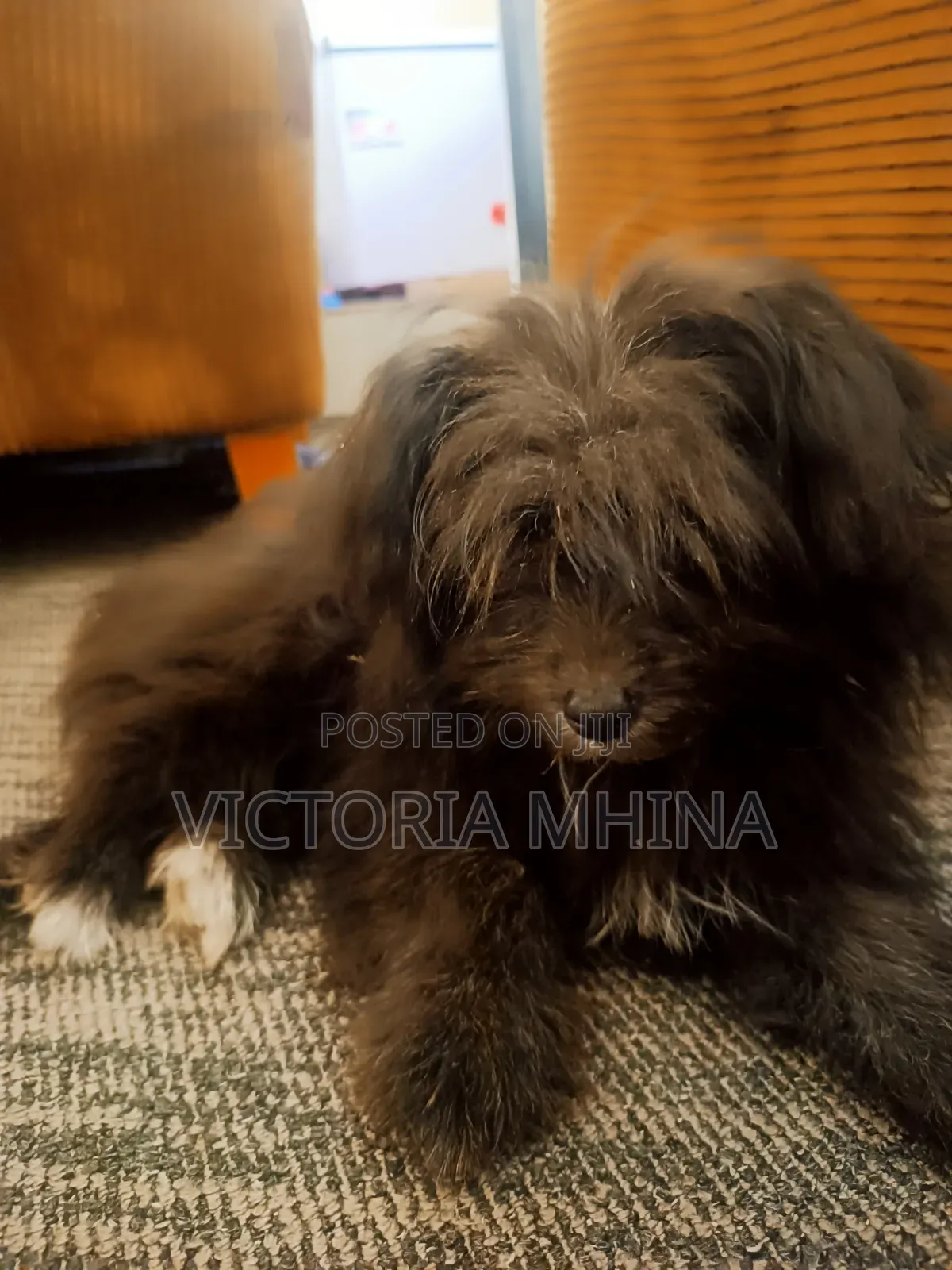 3-6 months Female Purebred Havanese