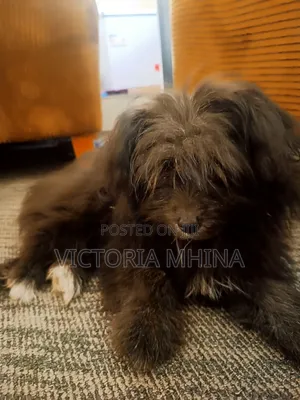 3-6 months Female Purebred Havanese