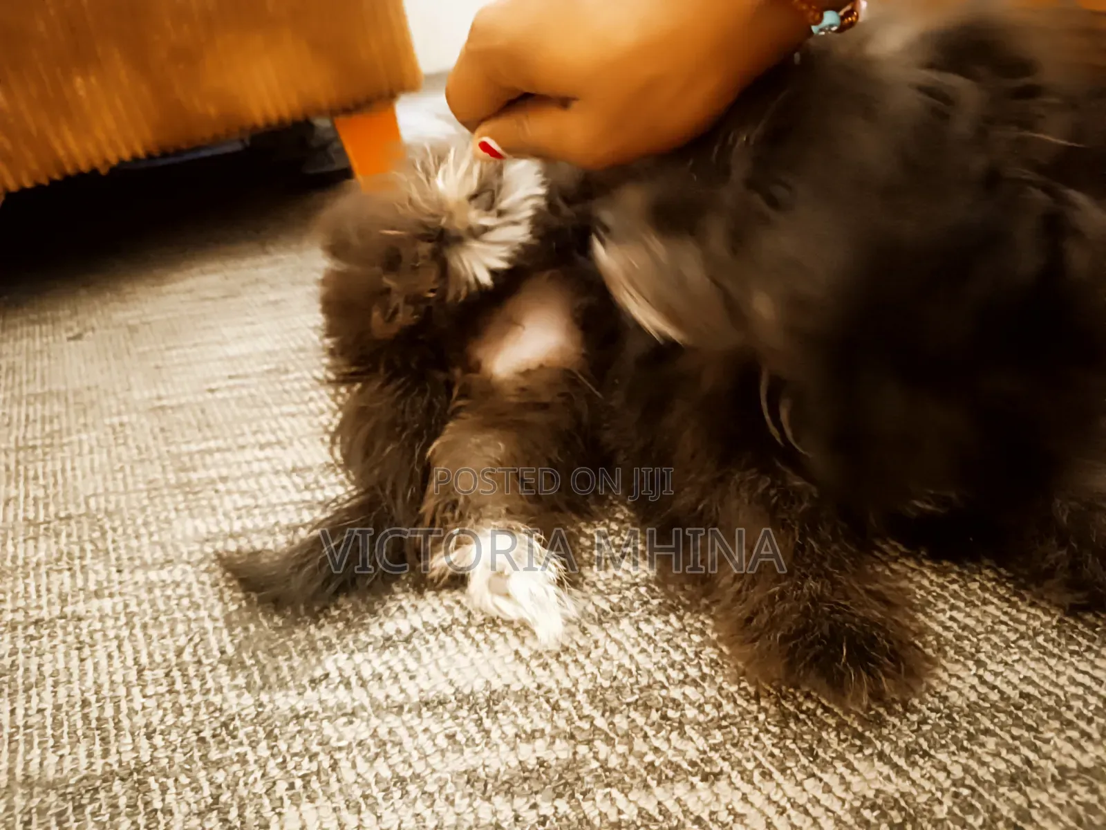 3-6 months Female Purebred Havanese