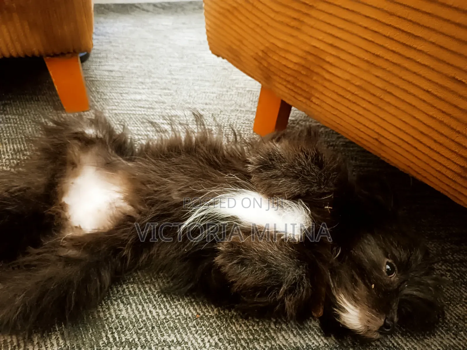 3-6 months Female Purebred Havanese