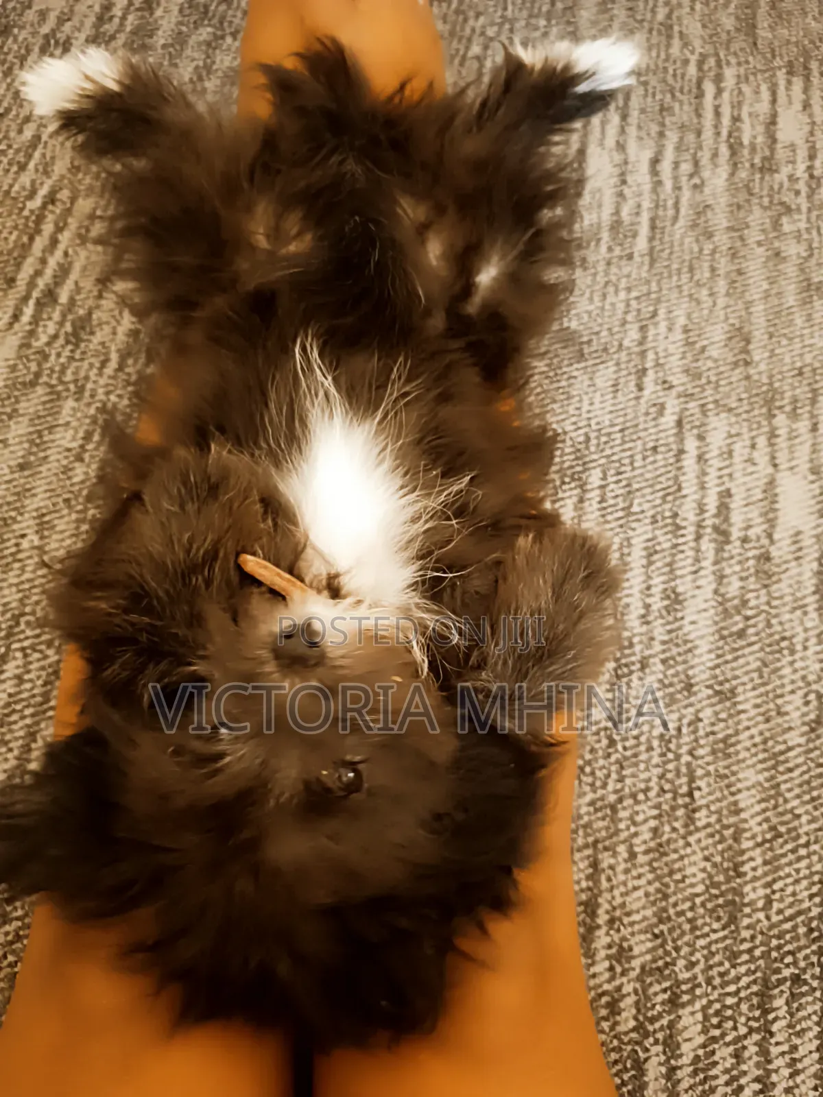 3-6 months Female Purebred Havanese