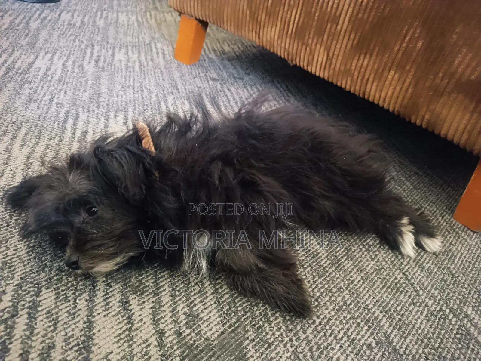 3-6 months Female Purebred Havanese