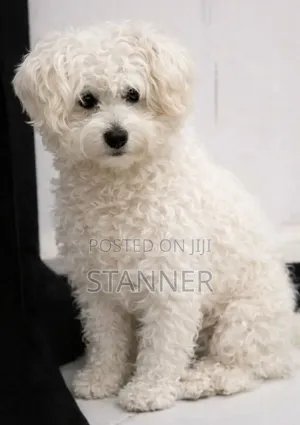 1+ year Female Mixed Breed Maltese
