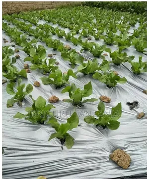 Sweet Corn Mulch Film