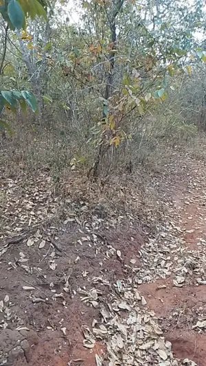 Shamba Linauzwa Miono Pwan
