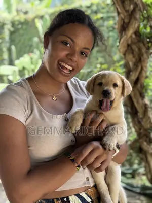 1-3 months Male Purebred Labrador Retriever