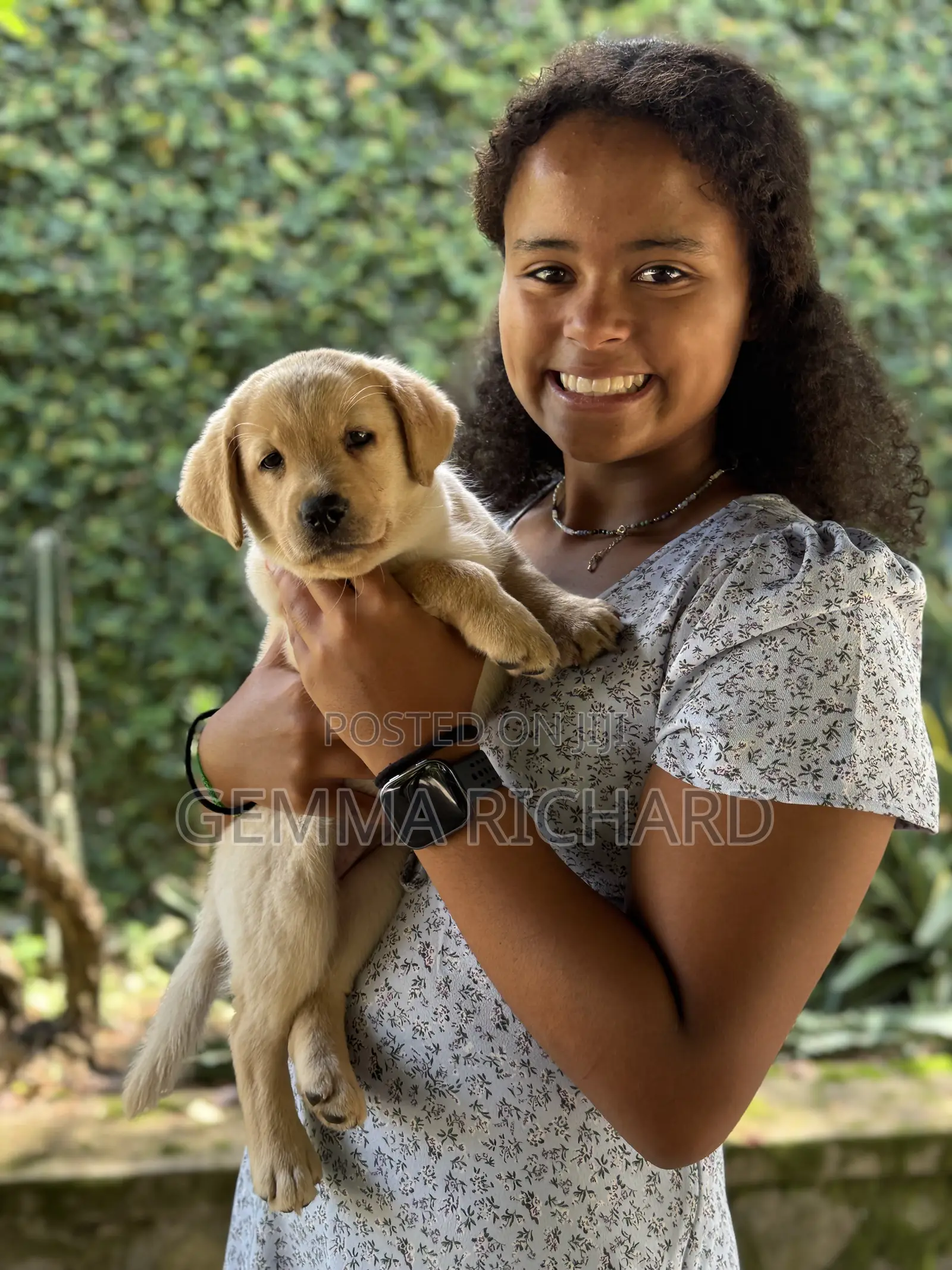 1-3 months Male Purebred Labrador Retriever
