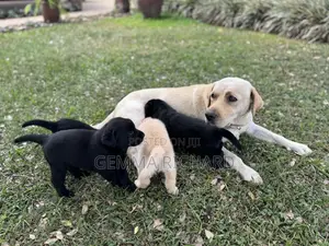 1-3 months Male Purebred Labrador Retriever