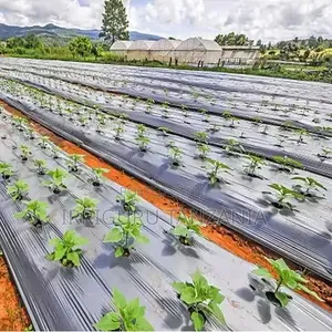Cauliflower Mulch Film