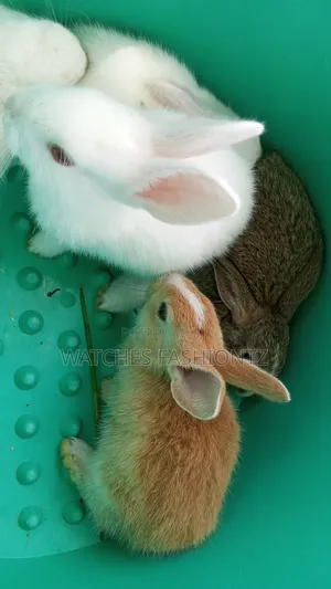 Rabbit/ Bunny