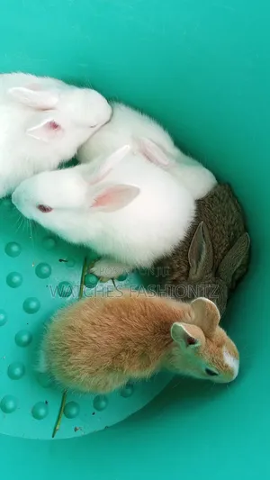 Rabbit/ Bunny