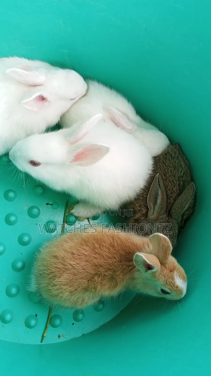 Rabbit/ Bunny