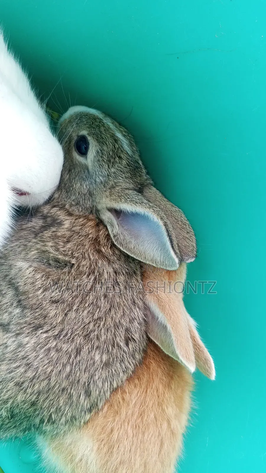 Rabbit/ Bunny