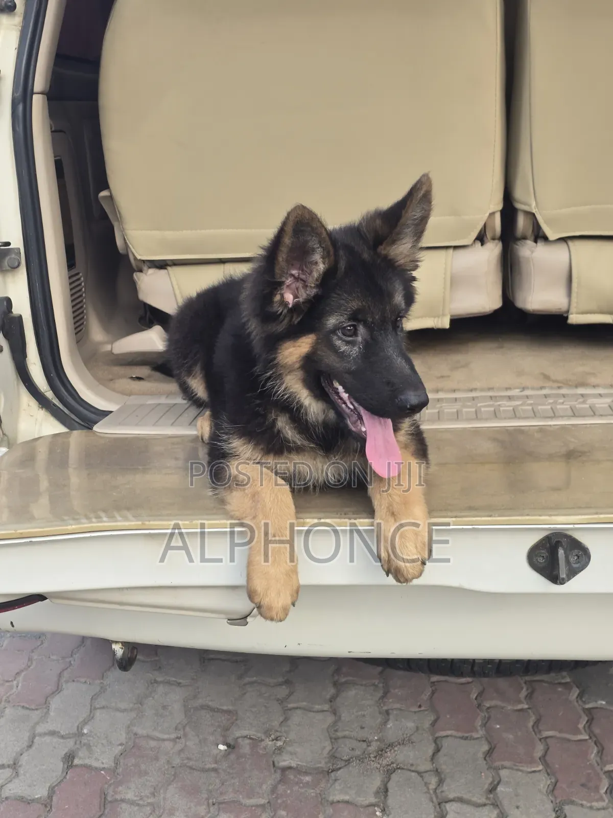 1-3 months Female Purebred German Shepherd