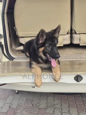 1-3 months Female Purebred German Shepherd