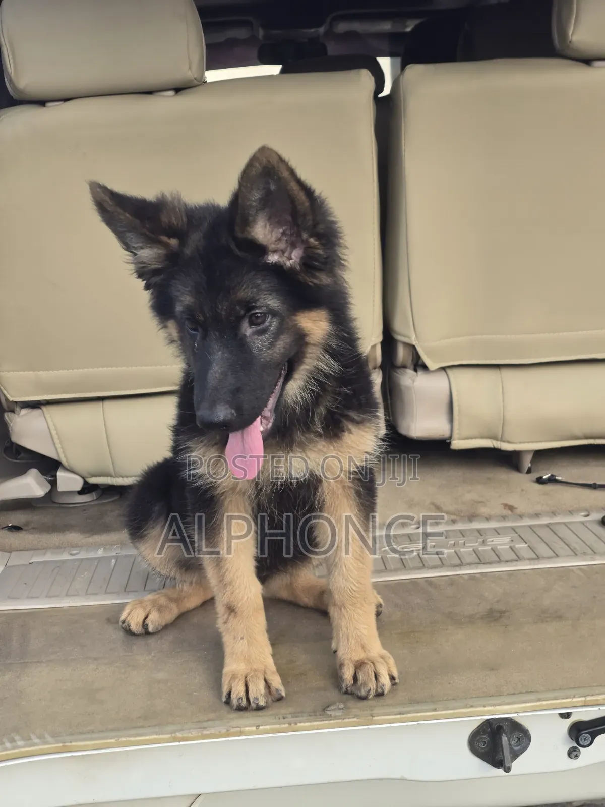 1-3 months Female Purebred German Shepherd