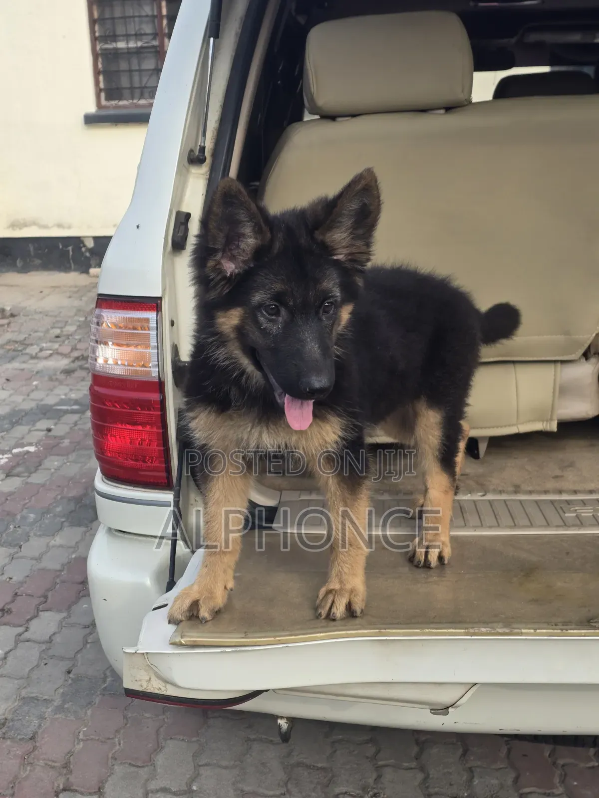 1-3 months Female Purebred German Shepherd