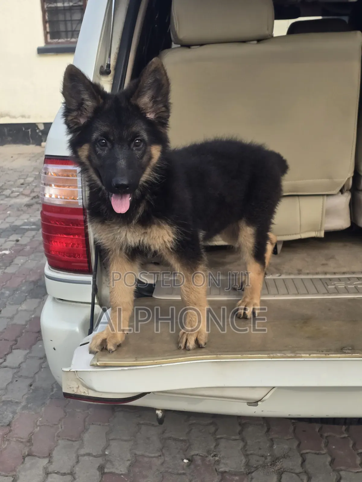 1-3 months Female Purebred German Shepherd