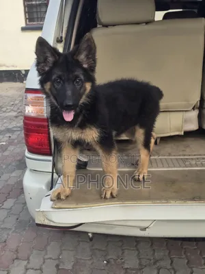 1-3 months Female Purebred German Shepherd