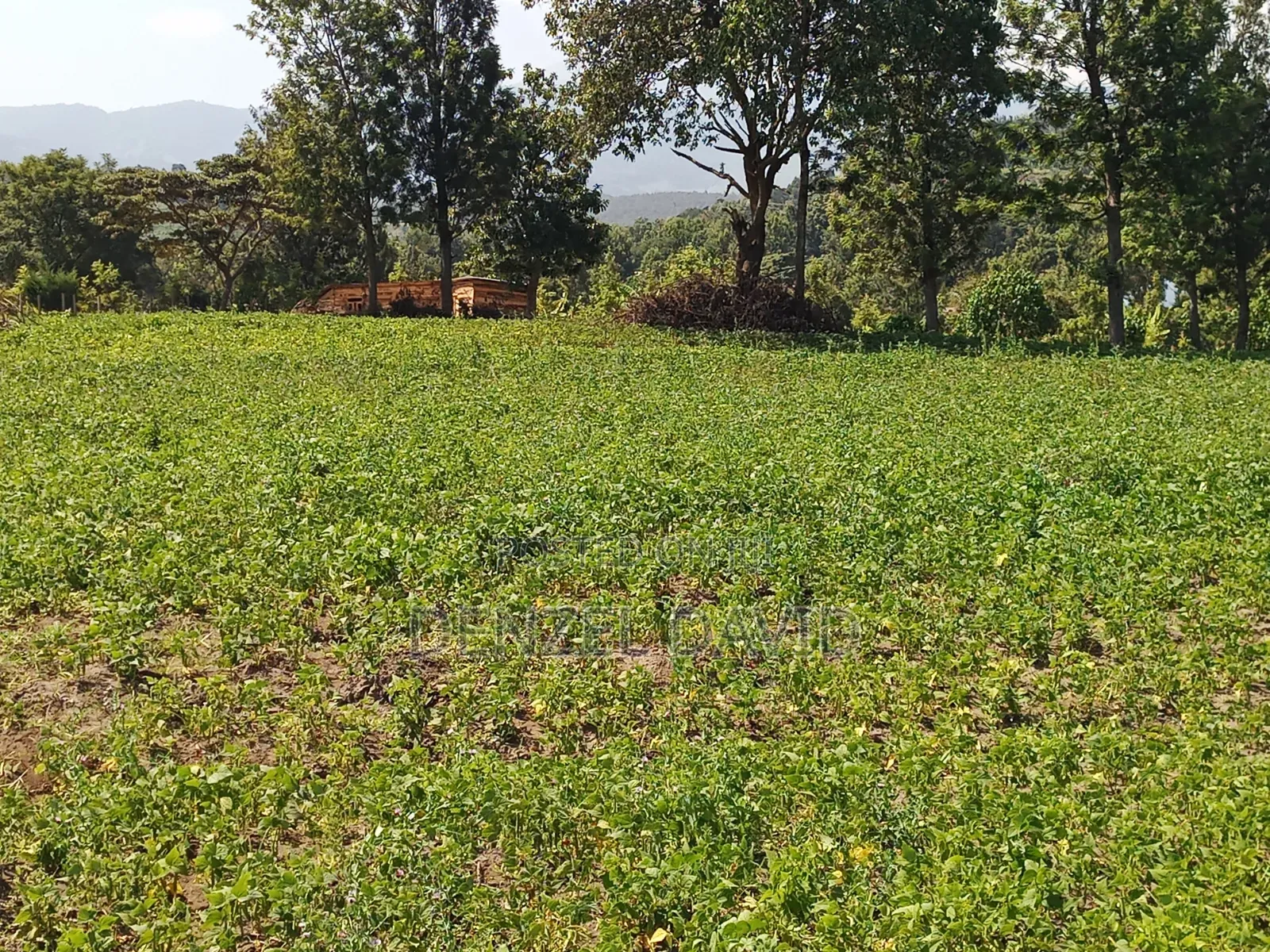 Shamba for Sale in Handeni Mkata