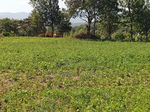 Shamba for Sale in Handeni Mkata