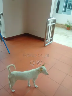 1+ year Female Mixed Breed Maltese Shih Tzu