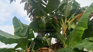 Shamba Linauzwa Mbwewe Hekari 30