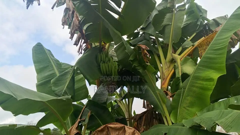 Shamba Linauzwa Mbwewe Hekari 30