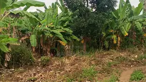 Shamba Linauzwa Mbwewe Hekari 30