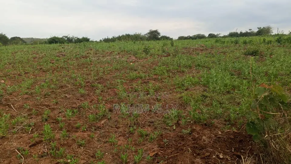 Shamba Linauzwa Mbwewe Hekari 30