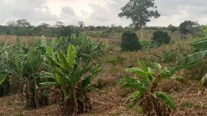 Shamba Linauzwa Mbwewe Hekari 30