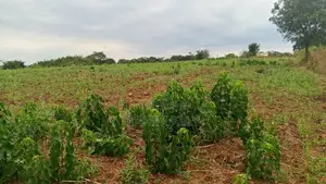 Shamba Linauzwa Mbwewe Hekari 30