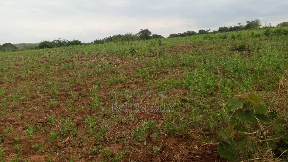 Shamba Linauzwa Mbwewe Hekari 30