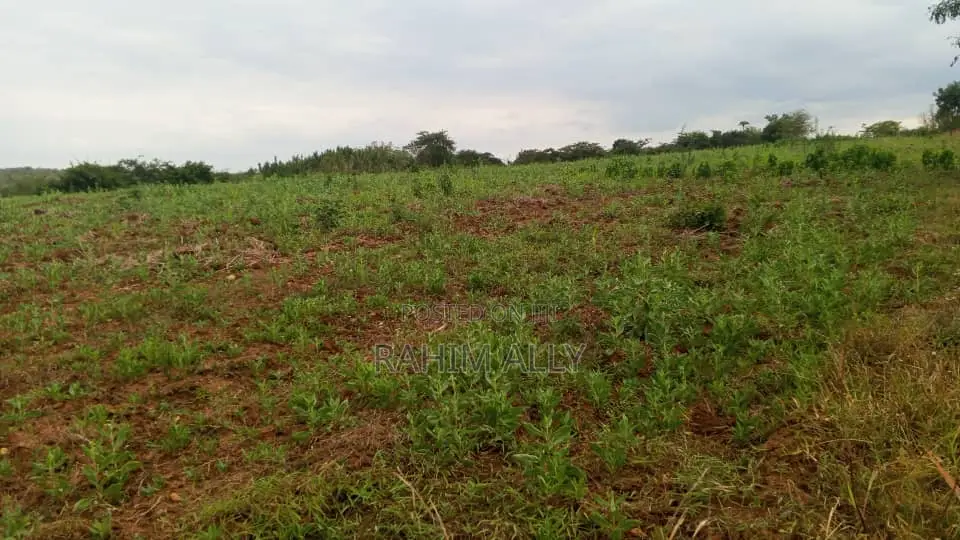 Shamba Linauzwa Mbwewe Hekari 30