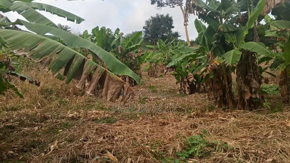 Shamba Linauzwa Mbwewe Hekari 30