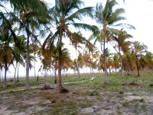 Jipatie Viwanja Hivi Bora Kwa Makazi Bagamoyo