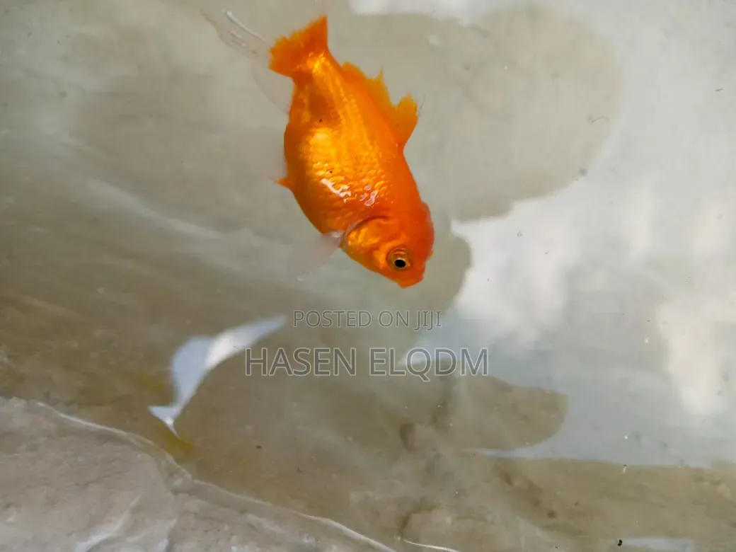 Gold Fish Telescope