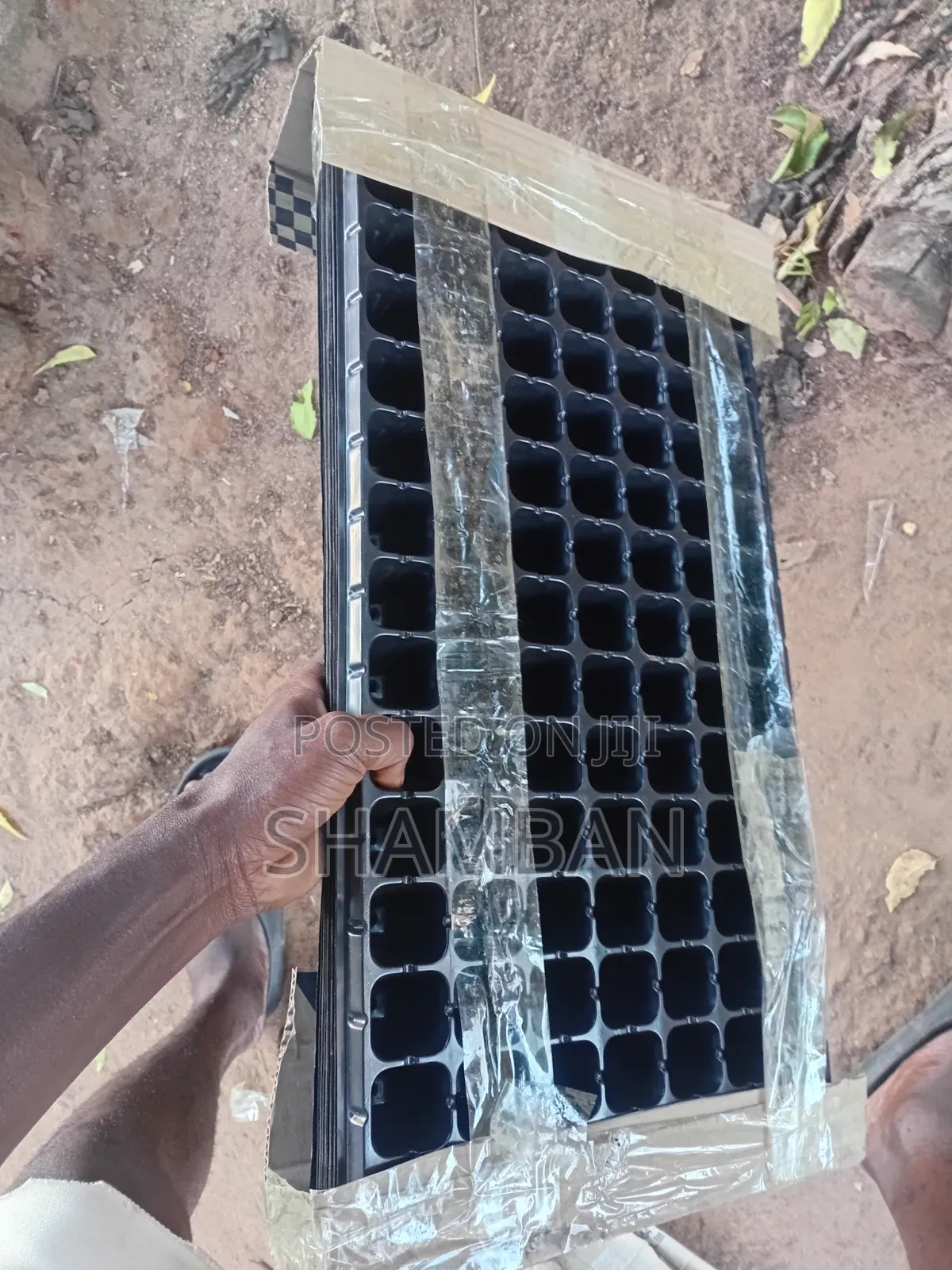 Seedlings Trays