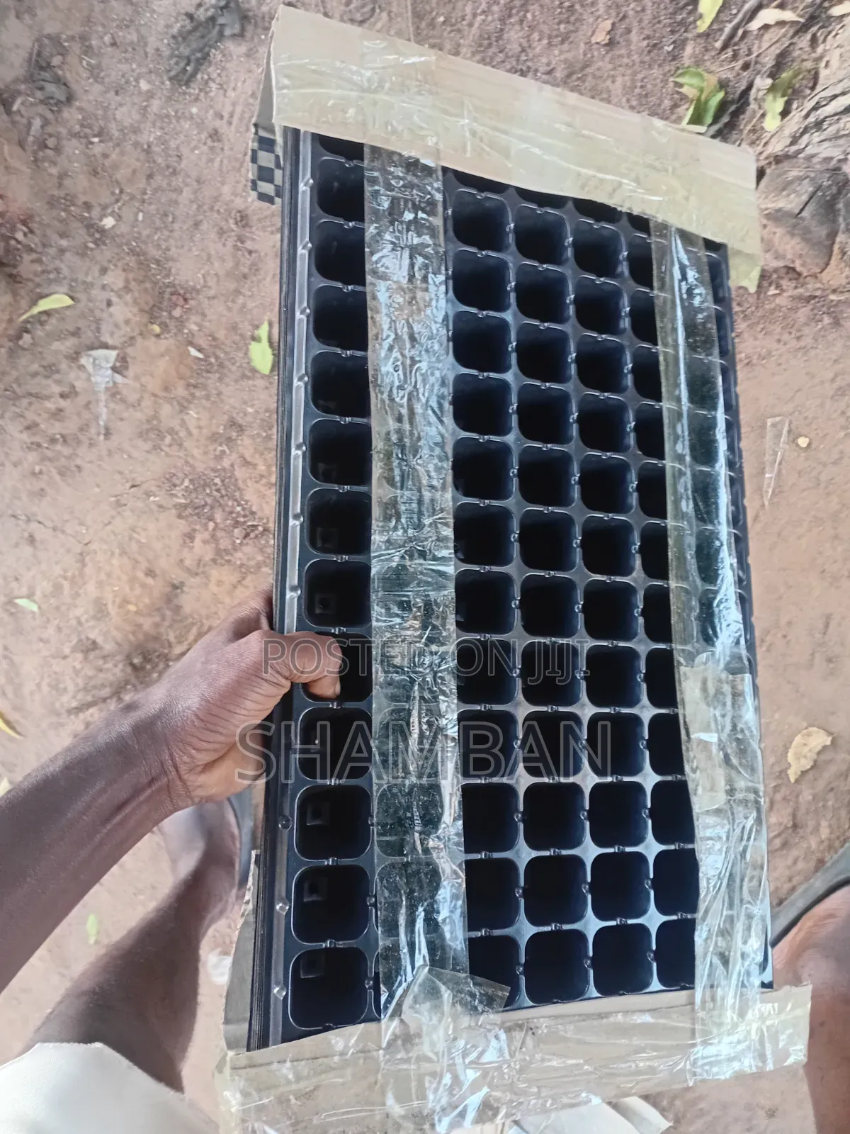 Seedlings Trays